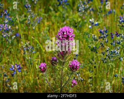 North Table Mountain Super Bloom, Oroville, Califonria Foto Stock