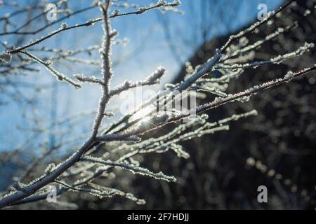 Foglie e rami in clima freddo con gelo e piccole cicette illuminate dal sole invernale. Dettaglio su piccolo ramo marrone, Twigs con brina retroilluminata con sole. Foto Stock