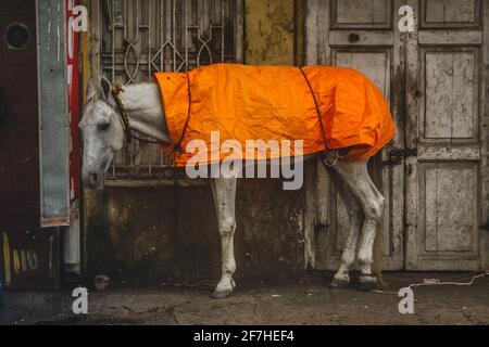 Un cavallo bianco si nasconde sotto la pioggia sotto un telone arancione e di fronte a un vecchio edificio in legno in una città di Chennai, India. Foto Stock
