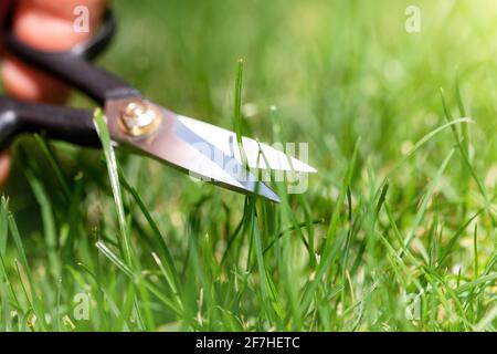 Primo piano dettaglio dell'uomo che taglia a mano l'erba verde sul giardino del cortile con piccole forbici per unghie nelle giornate di sole in estate. Prato perfetto e preciso Foto Stock