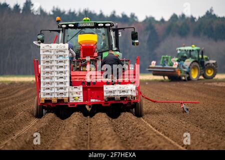 Patate precoci sono messe nel suolo del campo con una piantatrice, agricoltura, primavera, Foto Stock