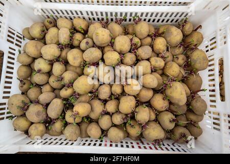 Patate precoci sono messe nel suolo del campo con una piantatrice, agricoltura, primavera, Foto Stock