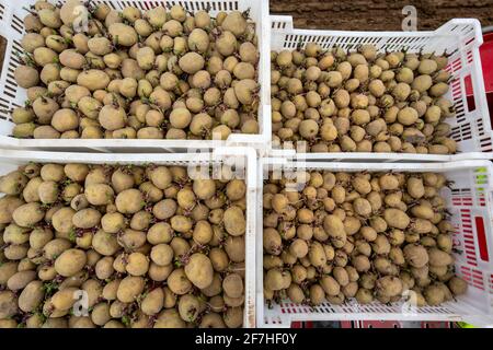 Patate precoci sono messe nel suolo del campo con una piantatrice, agricoltura, primavera, Foto Stock