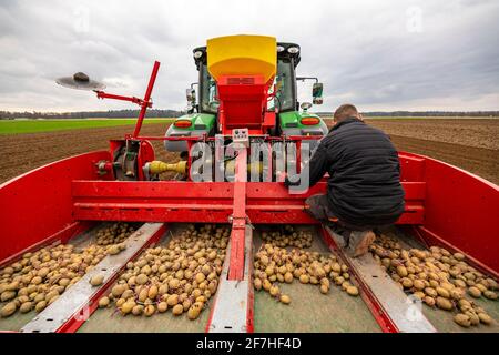 Patate precoci sono messe nel suolo del campo con una piantatrice, agricoltura, primavera, Foto Stock