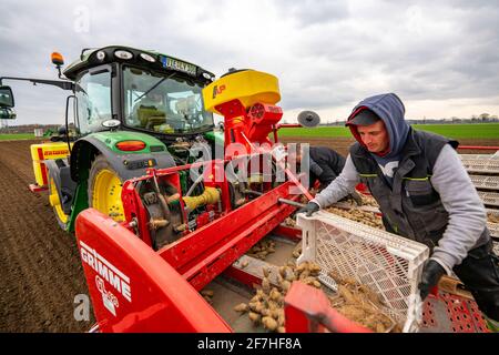 Patate precoci sono messe nel suolo del campo con una piantatrice, agricoltura, primavera, Foto Stock