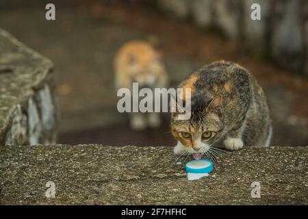 Due gatti affamati su una scala in cemento. Uno dei gatti sta bevendo latte da una tazza blu Foto Stock