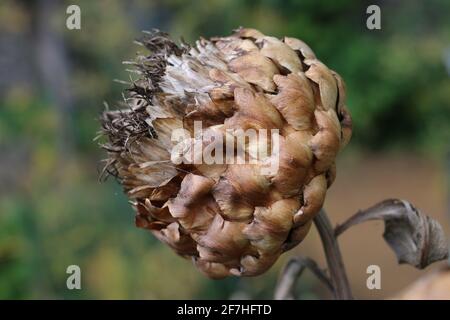 Carciofo globo o Cardoon, Cynara cardunculus, testa di seme essiccata in primo piano invernale Foto Stock