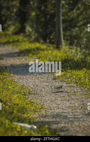 Tranquillo lago del fiume Soca al massimo na Soi in mattina presto. Vista tra gli alberi verso un sentiero in ghiaia accanto al lago, con un uccello visibile Foto Stock