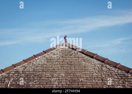 Un triangolo o estremità del tetto dell'anca che mostra la cresta, il mortaio e il lichen sulle vecchie ardese tradizionali della pietra con piccione del legno alla cima Foto Stock