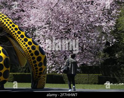 Bronx, Stati Uniti. 07 aprile 2021. Starry Pumpkin, Inno di Life-Tulips e My Soul Blooms Forever sono in mostra in una media preview per KUSAMA: Cosmic Nature al New York Botanical Garden di New York City mercoledì 5 aprile 2021. Yayoi Kusama è un artista contemporaneo giapponese che lavora principalmente nella scultura e nell'installazione. Foto di John Angelillo/UPI Credit: UPI/Alamy Live News Foto Stock