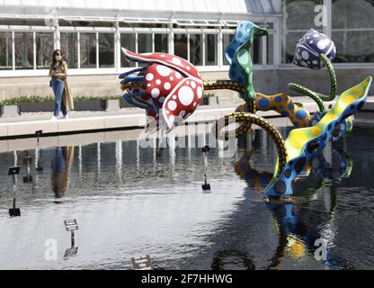 Bronx, Stati Uniti. 07 aprile 2021. Starry Pumpkin, Inno di Life-Tulips e My Soul Blooms Forever sono in mostra in una media preview per KUSAMA: Cosmic Nature al New York Botanical Garden di New York City mercoledì 5 aprile 2021. Yayoi Kusama è un artista contemporaneo giapponese che lavora principalmente nella scultura e nell'installazione. Foto di John Angelillo/UPI Credit: UPI/Alamy Live News Foto Stock