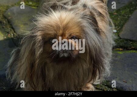 Posey, Cypress Garden, Mill Valley, California Foto Stock