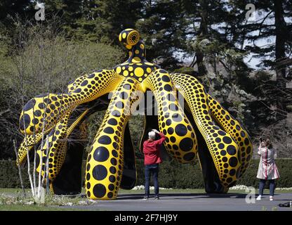 Bronx, Stati Uniti. 07 aprile 2021. Starry Pumpkin, Inno di Life-Tulips e My Soul Blooms Forever sono in mostra in una media preview per KUSAMA: Cosmic Nature al New York Botanical Garden di New York City mercoledì 5 aprile 2021. Yayoi Kusama è un artista contemporaneo giapponese che lavora principalmente nella scultura e nell'installazione. Foto di John Angelillo/UPI Credit: UPI/Alamy Live News Foto Stock