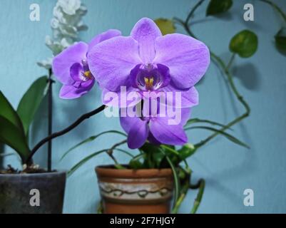 Falaenopsis di fiori al coperto comunemente noto come orchidee di falma. Le orchidee di questo genere sono originarie di India, Taiwan, Cina, Sud-Est asiatico, Nuova Guinea e Au Foto Stock