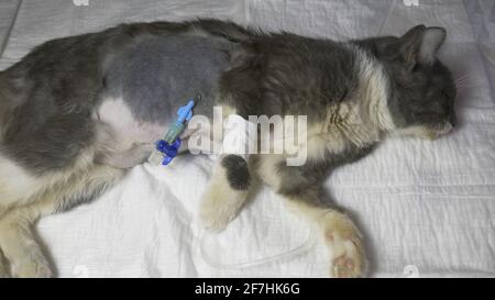 Ferite postoperatorie con un catetere in un cucciolo giovane. Foto Stock