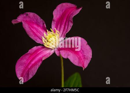 Macro fotografia del fiore rosa con un cuore giallo di una clematis su sfondo nero Foto Stock