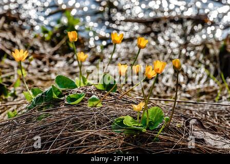 Fiore primaverile di buttercup selvatico nella foresta Foto Stock