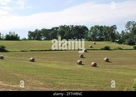 Balle di fieno nel campo Foto Stock