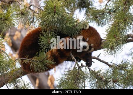 Sonnolento Red Panda allo Zoo di Calgary 2021 Foto Stock