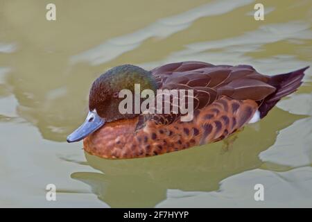 Un maschio castagno Teal, Anas castanea Foto Stock