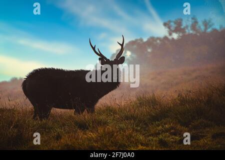 L'alco, noto anche come wapiti, è una delle più grandi specie della famiglia dei cervi, Cervidae, e uno dei più grandi mammiferi terrestri del Nord Foto Stock