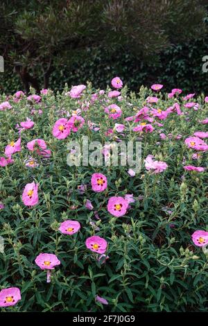 Orchidea rockrose ' Cistus purpureus ' fioritura in primavera nella California meridionale, Stati Uniti Foto Stock