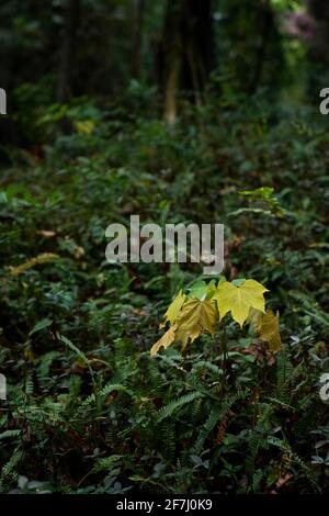 Foglie di acero giallo e appassito circondate da altre piante verdi, lo portarono nella montagna Xiqiao di Foshan, Guangdong, Cina. Foto Stock