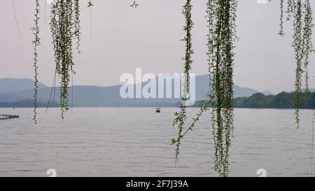 Salice affogante con foglie verdi e nuove vicino al lago in primavera. Foto Stock