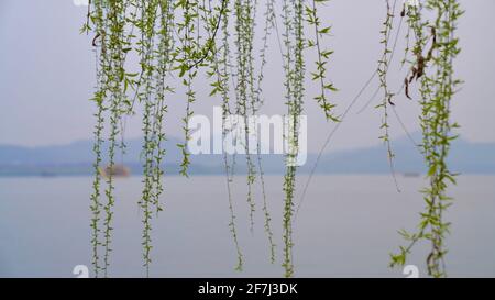 Salice affogante con foglie verdi e nuove vicino al lago in primavera. Foto Stock
