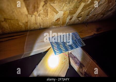 Collegamento della piastra per chiodi zincata su una trave sottotetto Foto Stock