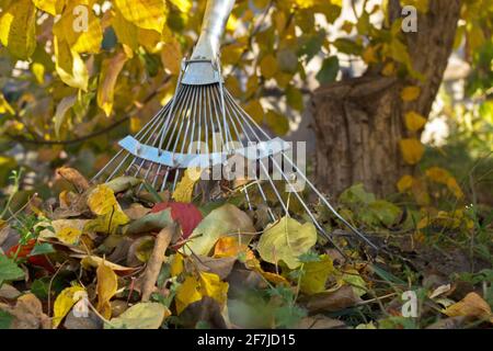 Parte di metallo di lavoro del rastrello del giardino in piedi a. tronco di un albero di mela accanto al palo raccolto di giallo autunno e rosso foglie morte sul Foto Stock