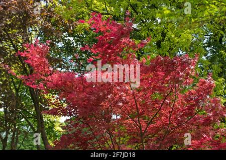 Acero giapponese (Acer palmatum) con rami sottili, con marrone rosso intagliato apertura foglie che tremano in un forte vento tra il verde di alberi alti Foto Stock