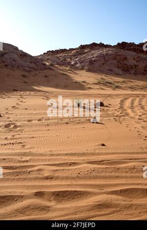 Intorno a Nazwa e deserto di roccia rosa, vista della sabbia e delle piante nel deserto, sharjah, Emirati Arabi Uniti Foto Stock