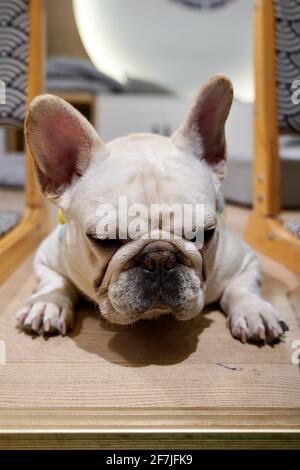 Un piccolo bulldog bianco che posa a terra. Foto Stock