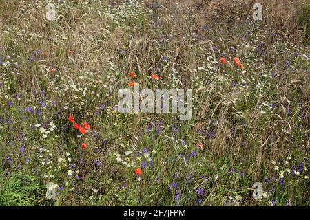 Molti fiori selvatici tra le erbe steppe. Sfondo floreale. Bellissimi fiori variegati. Foto Stock