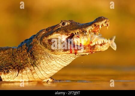 Yacare Caiman, coccodrillo con pesce in muratura aperta con denti grandi, Pantanal, Brasile. Ritratto di dettaglio del rettile di pericolo. Caiman con piranha. Coco Foto Stock