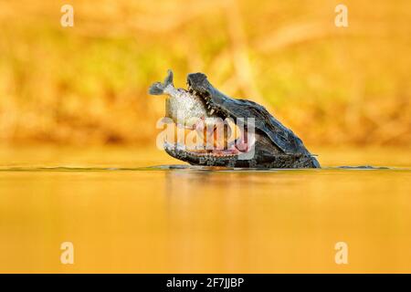 Yacare Caiman, coccodrillo con pesce in muratura aperta con denti grandi, Pantanal, Brasile. Ritratto di dettaglio del rettile di pericolo. Caiman con piranha. Coco Foto Stock