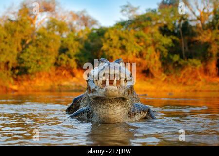 Coccodrillo cattura il pesce in acqua di fiume, luce della sera. Yacare Caiman, coccodrillo con piranha in museruola aperta con denti grandi, Pantanal, Bolivia. Dettaglio wid Foto Stock