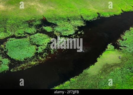 Ippopotamo in acqua e nel paesaggio aereo del delta di Okavango, Botswana. Laghi e fiumi, vista dall'aereo. Vegetazione verde in Sud Africa. Alberi con wa Foto Stock