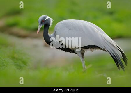 Demoiselle Crane, Antropoides virgo, uccello nasello in erba vicino all'acqua. Dettaglio ritratto di bella gru. Uccello in habitat naturale verde, India, Foto Stock