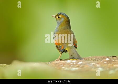Leiotrix rosso, Leiothrix lutea, uccello raro della Cina meridionale e dell'Himalaya. Cute animale in vegetazione verde. Foto Stock