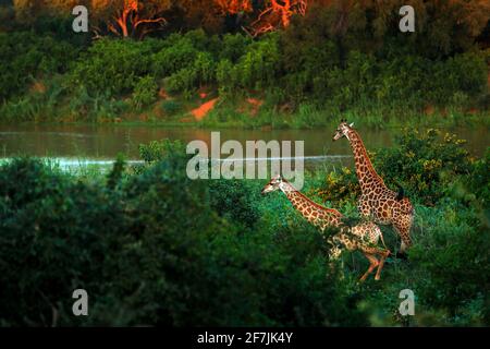 Due giraffe vicino all'acqua del fiume. Vegetazione verde con grandi animali. Scena della fauna selvatica dalla natura. Luce serale nella foresta, Africa. Foto Stock