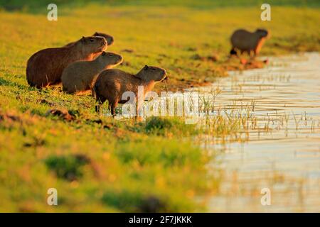 Capybara, famiglia con i più piccoli, il più grande mouse in acqua con la luce della sera durante il tramonto, Pantanal, Brasile. Scena della fauna selvatica dalla natura. Fauna selvatica Brasile. Foto Stock