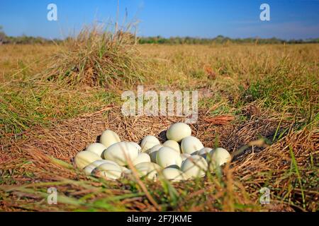 Molte uova nel nido macinato, nido di Grande Rhea, Rhea americana, Pantanal, Brasile, i nidi sono quindi collettivamente utilizzati da diverse femmine e possono Foto Stock