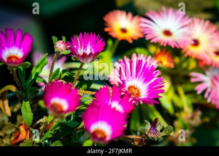 Fiori nel giardino. Il mesembrianthemum è un genere di piante da fiore della famiglia delle Aizoaceae. Foto Stock