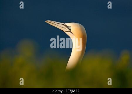 Gannet settentrionale, dettaglio ritratto della testa dell'uccello di mare seduto sul nido, con l'acqua di mare blu scuro sullo sfondo, isola di Helgoland, Germania. Foto Stock