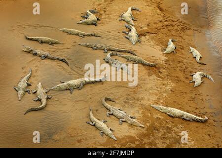 Un sacco di coccodrilli americani, coccodrillo acutus, spiaggia vicino al fiume acqua. Fauna selvatica scena dalla natura, Tarcoles, Costa Rica. Animali pericolosi in Th Foto Stock