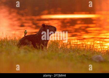 Capybara nel lago d'acqua con uccello. Il topo più grande del mondo, Capybara, Hydrochoerus hydrochaeris, con luce serale durante il tramonto arancione Foto Stock