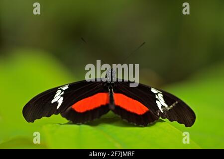 Butterfly Montane Longwing, Heliconius clysonymus, in habitat naturale. Insetto bello dal Costa Rica nella foresta verde. Farfalla seduta sul congedo Foto Stock