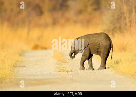 Piccolo elefante con madre. Giovane elefante africano perso sulla strada della ghiaia. Scena di fauna selvatica da Africa natura, Chobe, Botswana. Foto Stock
